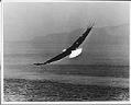 Image of Eagle looking for salmon near Friday Harbor, Washington, 1975