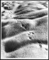 Image of Animal tracks in frost, Snoqualmie Pass, 1949