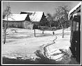 Image of Man walking on snowy farm, Enumclaw, 1972