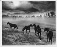 Image of Horses in misty field, Woodinville, October 1964