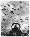 Image of Seagulls at Montlake Landfill, Seattle, 1955