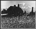 Image of Old barn, Mount Rainier in distance, Black Diamond, 1970