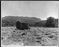 Image of Truck hauling hay bales, Issaquah, 1954
