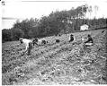 Image of Indigenous workers in a strawberry field, Vashon Island, June 1943