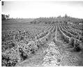 Image of Indigenous workers in berry field, Vashon Island, June 1943