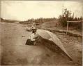 Image of Native Alaskan woman working on a canoe by a river, circa 1909