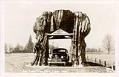 Image of Car going through giant cedar stump, circa 1950