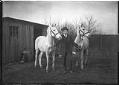 Image of Carl Anderson with horses, Seattle, circa 1910