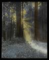 Image of Sun shining in forest, circa 1910