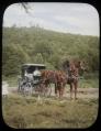 Image of Horse-drawn buggy, probably at Willowmoor Farm, Redmond, circa 1910