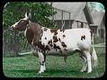 Image of Bull at Willowmoor Farm, Redmond, circa 1910