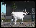 Image of Champion cow at Willowmoor Farm, Redmond, circa 1910