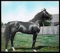 Image of Horse on Willowmoor Farm, Redmond, circa 1910