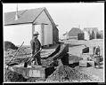Image of Prospector operating a rocker, Nome, 1904