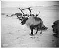 Image of Reindeer, circa 1905