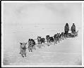 Image of B.T. Dyer and Crosby Keen's dogsled on record trip from Seattle to Nome, April 10, 1906