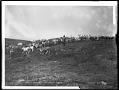 Image of Herd of reindeer at Port Clarence, Alaska, 1900