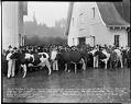 Image of Cattle show at Hollywood Farm, Woodinville, November 19, 1918