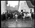 Image of Ice cream manufacturers looking at prize bull, November 19, 1918