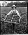 Image of Asian American strawberry picker, circa 1919