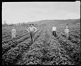 Image of Strawberry pickers in the field, circa 1921