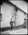 Image of Man with a tall corn plant at the Tolt Fair, circa 1922