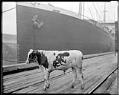 Image of Carnation Milk Co. promotional photo showing a bull on a dock near a ship, circa 1919