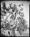 Image of Little girl on a ladder picking peaches, circa 1925