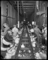 Image of Workers cleaning cabbage, circa 1925