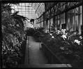 Image of Volunteer Park conservatory interior, Seattle, circa 1928