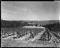 Image of Kunugi loganberry field on Vashon Island, circa 1928