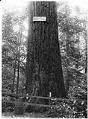 Image of Large tree in Ravenna Park, Seattle, circa 1905