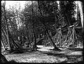 Image of Swings at Madrona Park, Seattle, circa 1911