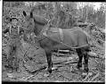 Image of A logger and his horse, circa 1905