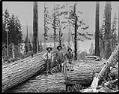 Image of Loggers with large logs, circa 1902