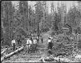 Image of Horse team pulling log on skid road, circa 1902