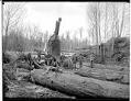 Image of Yarding logs with a steam donkey, April 11, 1903