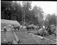 Image of Horse team in logging camp, circa 1902