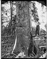 Image of Fallers cutting a tree, circa 1905