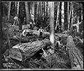 Image of Bucking logs, circa 1905