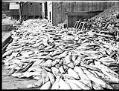 Image of Four thousand salmon on dock, circa 1905