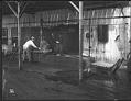 Image of Workers in salmon cannery, circa 1908