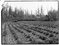 Image of Farm and orchard at Meydenbauer Bay, circa 1912