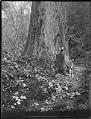 Image of Man with large tree in Ravenna Park, Seattle, circa 1911