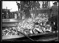 Image of Emptying a salmon trap, circa 1910