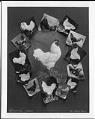 Image of Chickens, circa 1909