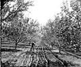 Image of Tending irrigation ditches in an orchard near Yakima, circa 1913