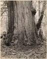 Image of Large western red cedar tree, circa 1925