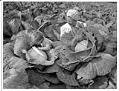 Image of Woman and boy in a cabbage field, 1943