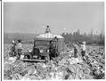Image of Workers harvesting cabbage near Kent, October 25, 1943